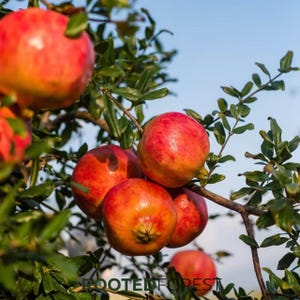 May include: Close-up of a pomegranate tree branch with several ripe pomegranates. The pomegranates are a vibrant red with hints of yellow and orange, and are surrounded by green leaves. The sky is a clear blue.