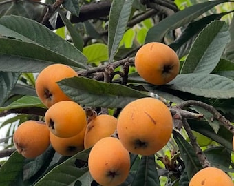 Loquat Seedling Loquat Tree – Evergreen Tropical Fruit Sapling, Fast Growing Home Orchard Plant