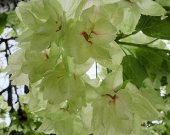 Ukon Cherry Blossom Tree Sapling, Rare Yellow Green Flowering Sakura, Live Bare Root Plant, Spring Blooming Ornamental Tree for Garden Yard