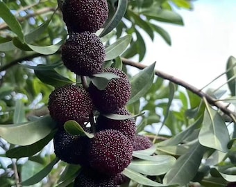 Rare Dark Purple Yangmei Tree Sapling – Wu Zi Bayberry Yumberry Plant