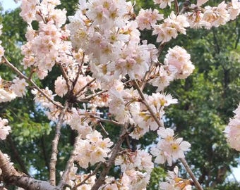 Wild Japanese Hill Cherry Sapling - Prunus Jamasakura Bare Root Tree - Authentic Native Blossom - DIY Garden & Bonsai Material