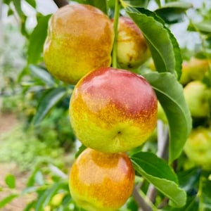 May include: Several round jujube fruits hanging from a tree branch. The fruits have smooth, shiny skin with a gradient of colors ranging from bright yellow-green to a deep reddish-brown. Green leaves surround the fruits on the thin brown stems.