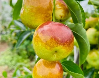 Grafted Bakuli Jujube Tree Sapling | Giant Sweet Chinese Date Fruit Plant (Bare Root)