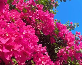 Bougainvillea Seedlings — Vibrant Tropical Climbing Vines, Colorful Flowering Shrubs, Garden Decor