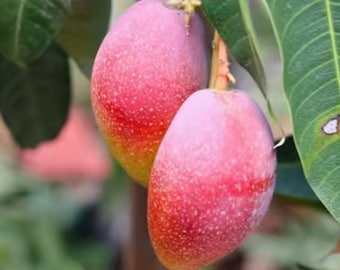 Panzhihua Giant Mango Tree | Grafted Bare Root Sapling, Late Season Exotic Fruit Plant