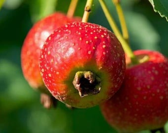 Grafted Red Hawthorn Tree | Bare Root Edible Fruit Sapling, Cold Hardy