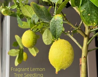 Fragrant Perfume Lemon Tree – Potted Citrus Plant, Indoor/Outdoor Fruit Home Decor