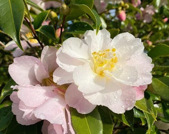Star Above Star Camellia Live Plant - Semi-Double Pink & White Camellia - Bare Root Starter Plant