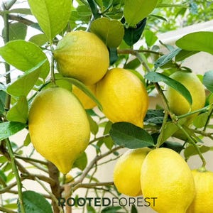 May include: A white ceramic mug with a black handle and the text "But First, Coffee" in a bold, black font. The mug is set against a blurred background, suggesting a cozy setting.