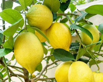 Live Meyer Lemon Tree Sapling | Bare Root Citrus Plant | Indoor Outdoor Fruit Tree