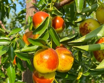 Giant Crisp Jujube Tree Seedling | Sweet Fruit Tree for Home Garden