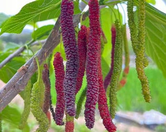 Pakistani Long Mulberry Sapling, Grafted Sweet Fruit Berry Bush (Live Bare Root)