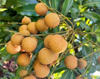 Live Longan Tree Seedling - Dimocarpus Longan - Tropical Fruit Tree Starter Plant - Exotic Dragon Eye Fruit - Live Potted Plant