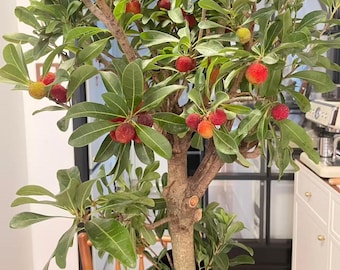 Red Bayberry Tree Sapling – Yumberry Fruit, Sweet Tart Exotic Plant