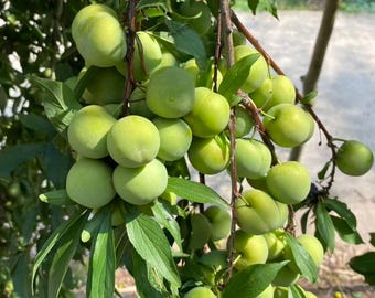 Live Green Plum Tree Seedling | Sweet Edible Fruit Starter Plant
