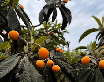 Osaka Loquat Tree Sapling | Live Fruit Plant, Eriobotrya Japonica Starter