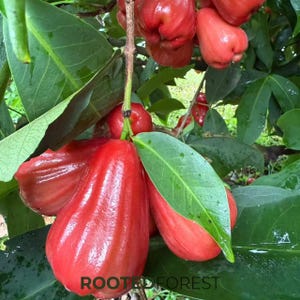 May include: A set of three ceramic mugs with a speckled, matte finish. The mugs are in shades of cream, light gray, and dark gray. Each mug has a simple, minimalist design, perfect for coffee or tea.