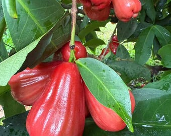 Live Wax Apple Tree Sapling | Rare Exotic Rose Apple Fruit Plant