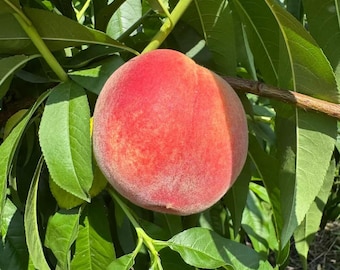 Live Peach Tree Sapling – Fast Growing Edible Fruit for Home Garden