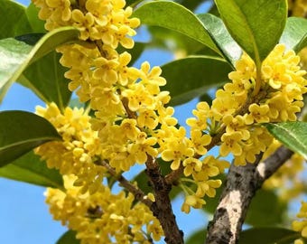 Fragrant Golden Sweet Olive Live Plant - Osmanthus Fragrans Yellow Tea Olive - Bare Root Starter Plant