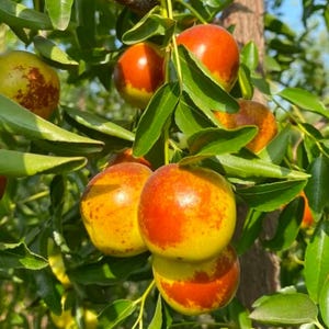 May include: A cluster of round jujube fruits hanging from a tree branch, featuring smooth skin with a gradient of yellow, orange, and deep red colors, surrounded by numerous pointed, vibrant green leaves under natural sunlight.