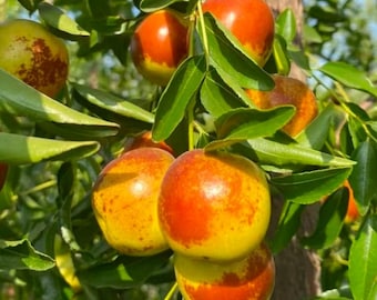 Premium Grafted Jujube Tree | Bare Root Chinese Date Plant | Cold Hardy Fruit Tree Sapling for Backyard Orchard