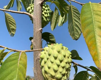 Grafted Atemoya Tree (Geffner) - Pineapple Sugar Apple - Delicious Hybrid Fruit - Live Tropical Tree