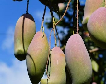 Elephant Tusk Ivory Mango Tree | Grafted Bare Root Sapling | Long Sweet Asian Mango Plant | Rare Live Tropical Fruit Tree