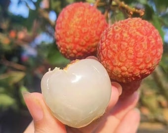 Grafted Baitang Lychee Tree | Early Season White Sugar Fruit Sapling (Bare Root)