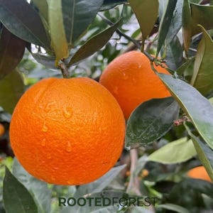 May include: Two ripe oranges with water droplets hang from a tree branch, surrounded by green leaves. The oranges are a vibrant orange color and have a textured surface. The text "ROOTEDFOREST" is at the bottom of the image.