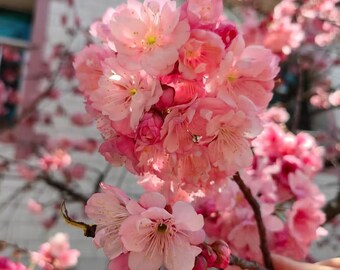 Rare Yunnan Cherry Tree Sapling - Prunus Cerasoides Bare Root Plant - Deep Pink Winter Spring Blooms - Exotic Ornamental Tree