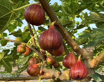 Live Fig Tree Starter Plant | Ficus Carica Seedling | Edible Fruit Tree (Potted)
