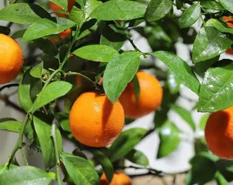 Live Orange Tree Seedling | Indoor/Outdoor Citrus Plant | Starter Fruit Tree for Home & Garden