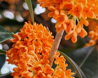 Rare Orange Sweet Olive Live Plant - Osmanthus Fragrans 'Fudingzhu' / Orange Flower - Bare Root Starter Plant