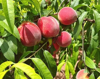 Live Peach Tree Sapling | Sweet Home Garden Fruit Starter Plant