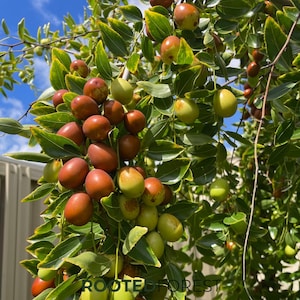 May include: A cluster of jujube fruits hanging from a tree branch with green leaves. The fruits transition in color from light green to reddish-brown. The text ROOTED FOREST is visible at the bottom of the image against a blue sky background.
