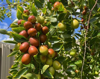Honey Jar Jujube Tree – Sweet Edible Date Fruit Starter Plant