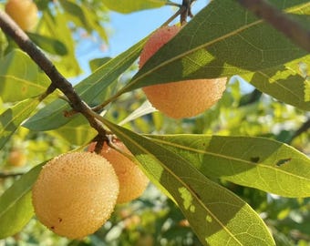 Crystal Bayberry Tree Seedling | Rare White Waxberry Myrica Rubra Fruit Starter Plant