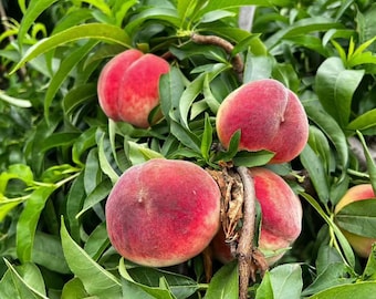 Live Peach Tree Sapling | Bare Root Fruit Plant for Home Garden, Sweet Peaches
