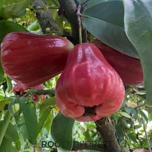 Live Wax Apple Tree Plant - Sweet & Crunchy Java Apple, Bell Fruit, Water Apple Sapling - Tropical Fruit Tree for Home Garden  Orchard