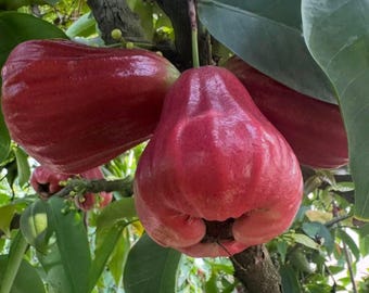 Live Wax Apple Tree Plant - Sweet & Crunchy Java Apple, Bell Fruit, Water Apple Sapling - Tropical Fruit Tree for Home Garden  Orchard