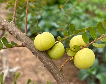 Amla Tree Seedlings (Bare-Root) — Indian Gooseberry Saplings — Superfood Fruit Trees — Rare & Exotic Horticultural Plants
