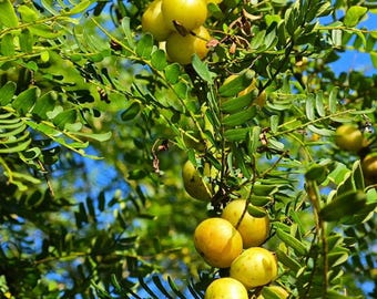 Yutian Sweet Gooseberry Tree Seedlings – Superfood Fruit Saplings (Bare-Root)