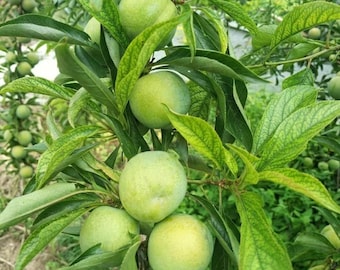 Crisp Green Plum Tree, Sweet Fruit Sapling, Bare Root, Backyard Orchard Plant