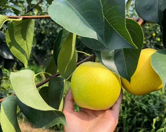 Heirloom Non-GMO Pear Tree Sapling – Live Fruit Plant for Home Garden