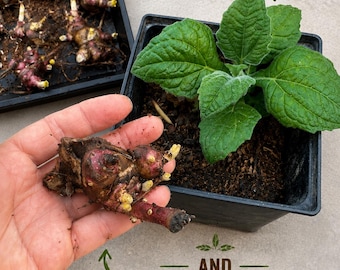 Live Yacon Plant Starter  Edible Root Crop    Superfood                       1 starter plant + 1 medium crown bud for next year harvest