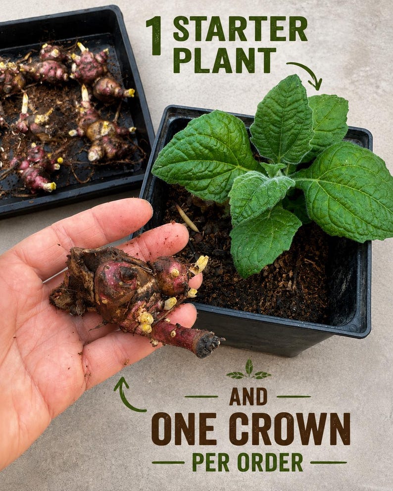 Live Yacon Plant Starter Edible Root Crop Superfood 1 starter plant + 1 medium crown bud for next year harvest image 1
