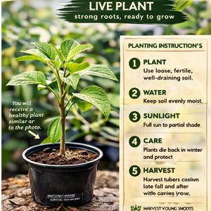 May include: A live plant in a black pot with green leaves. The image includes text that reads "LXN PLANTS ECO GARDEN COLLECTION" and "LIVE PLANT strong roots, ready to grow." Planting instructions are also visible.
