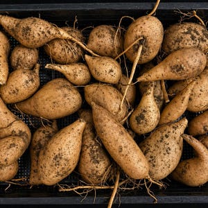 May include: A black plastic crate filled with freshly harvested jicama. The jicama are various shapes and sizes, with a light brown skin and some dirt clinging to them. Some have thin, brown roots attached.