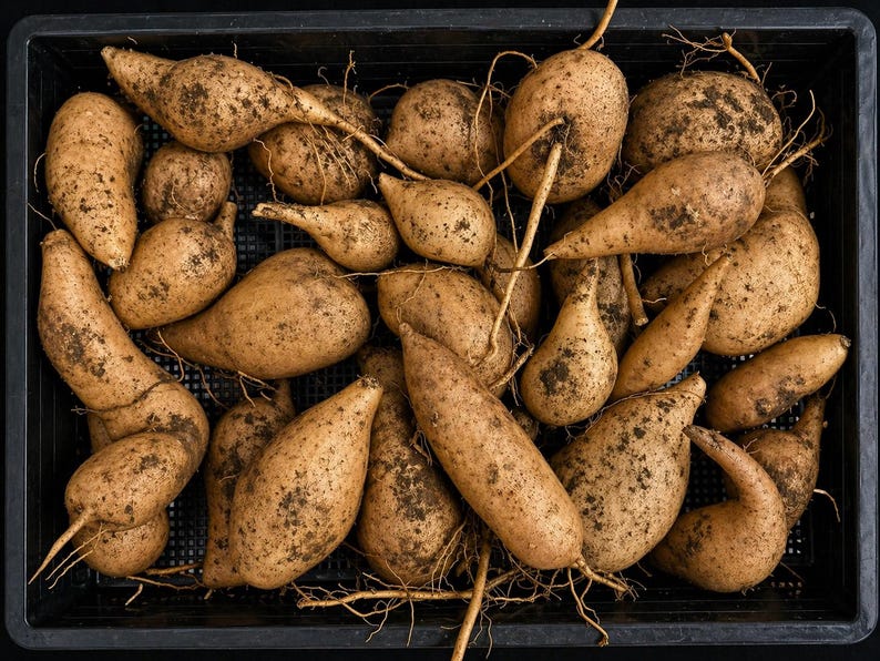 May include: A black plastic crate filled with freshly harvested jicama. The jicama are various shapes and sizes, with a light brown skin and some dirt clinging to them. Some have thin, brown roots attached.